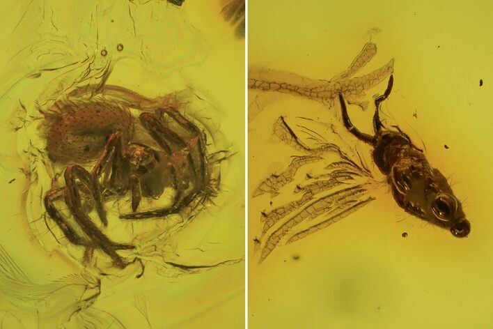 Detailed Fossil Spider (Aranea) & Insect In Baltic Amber #87113